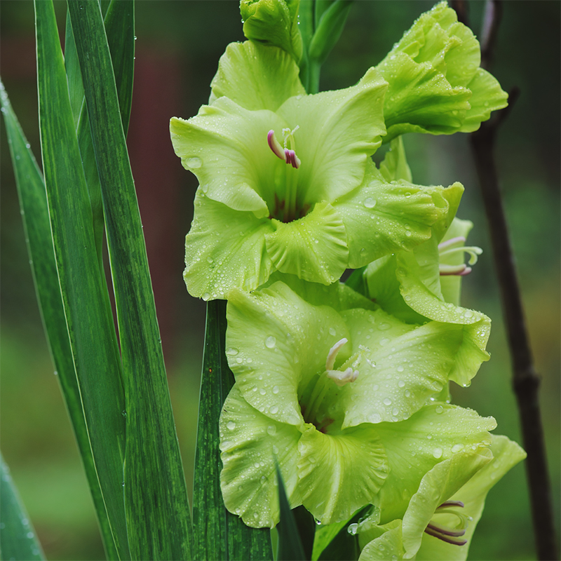 Green-Gladiolus
