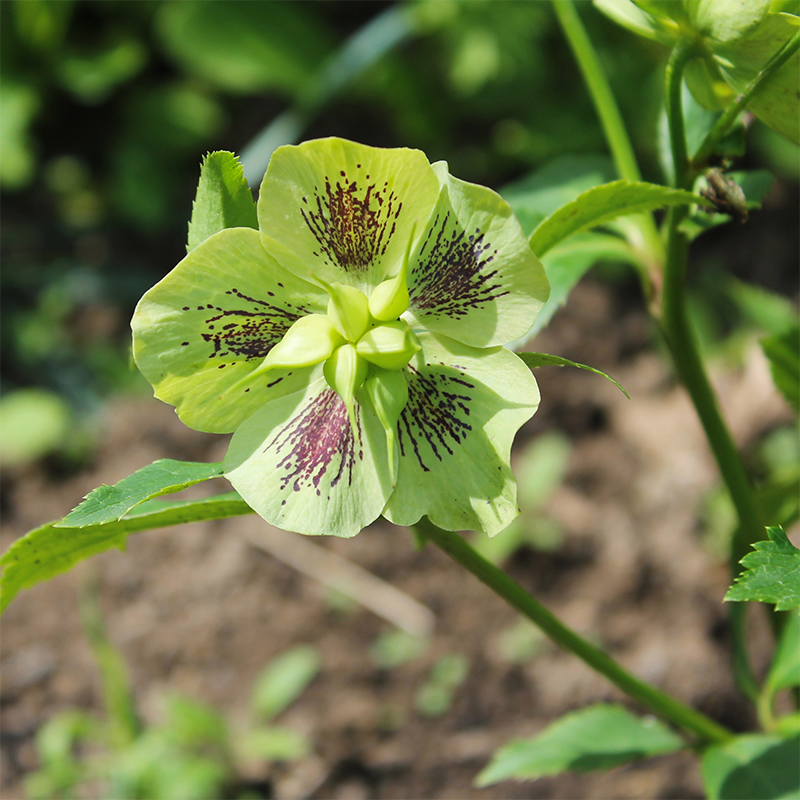 Green-Hellebore