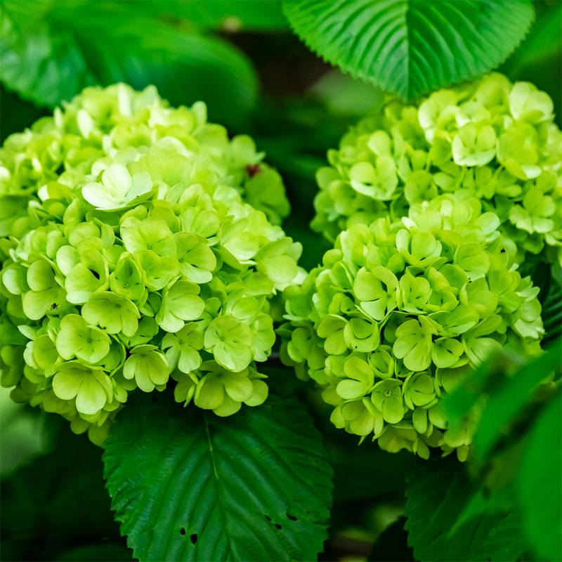 Green-Hydrangeas