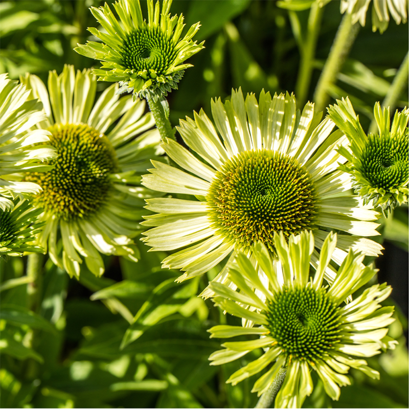 Green-Jewel-Coneflower