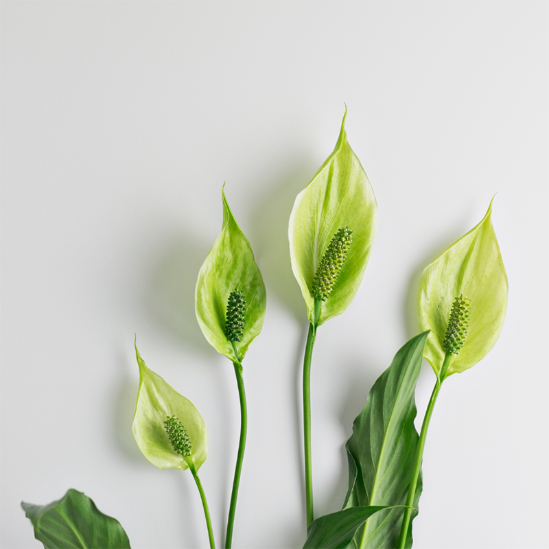 Green-lilies