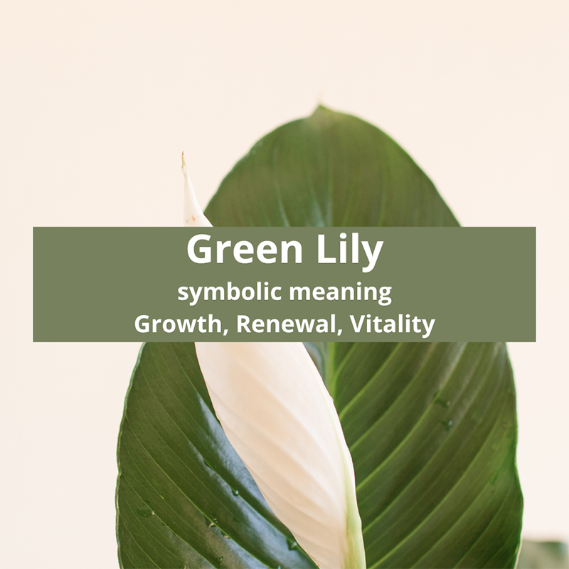 green-lily-symbolic-meaning