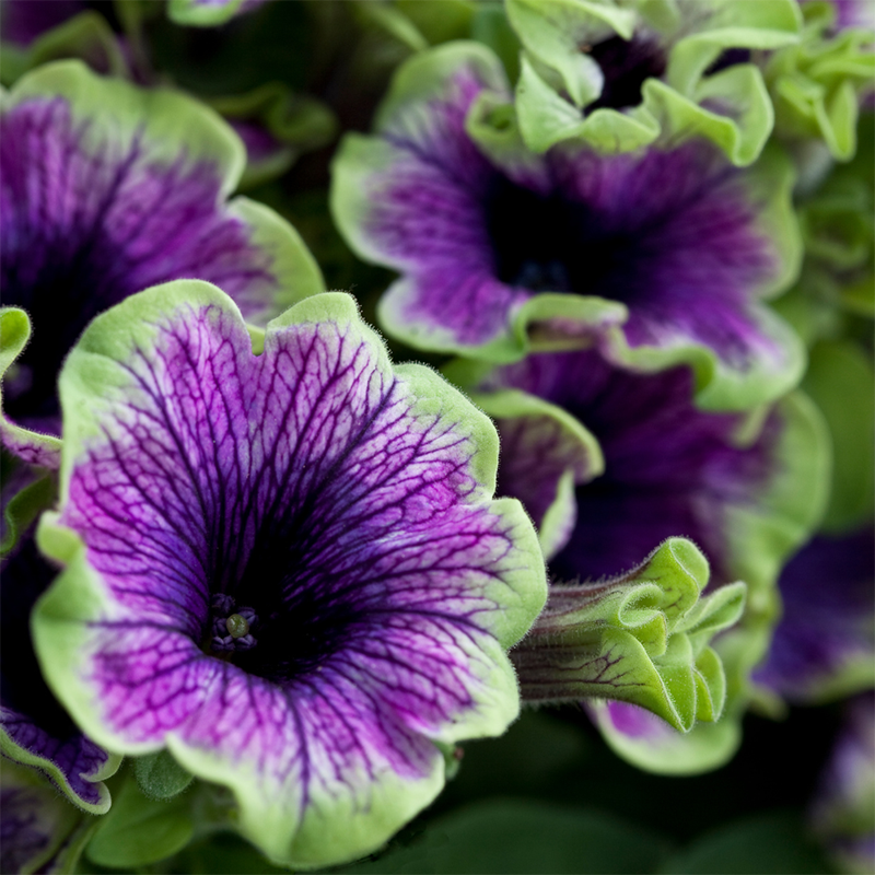 Green-Petunia