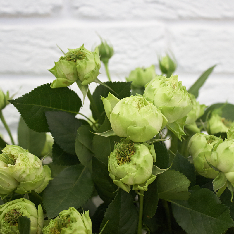 Green-Roses