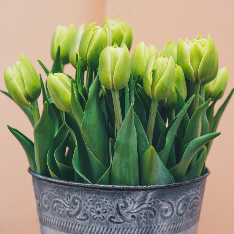 Green-Tulip