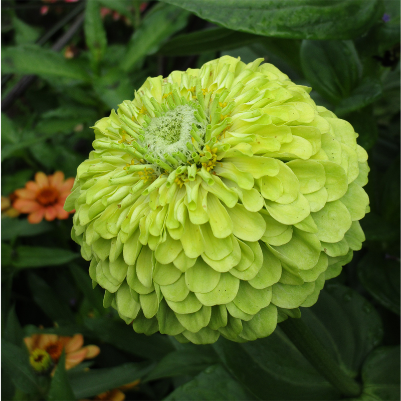 Green-Zinnia
