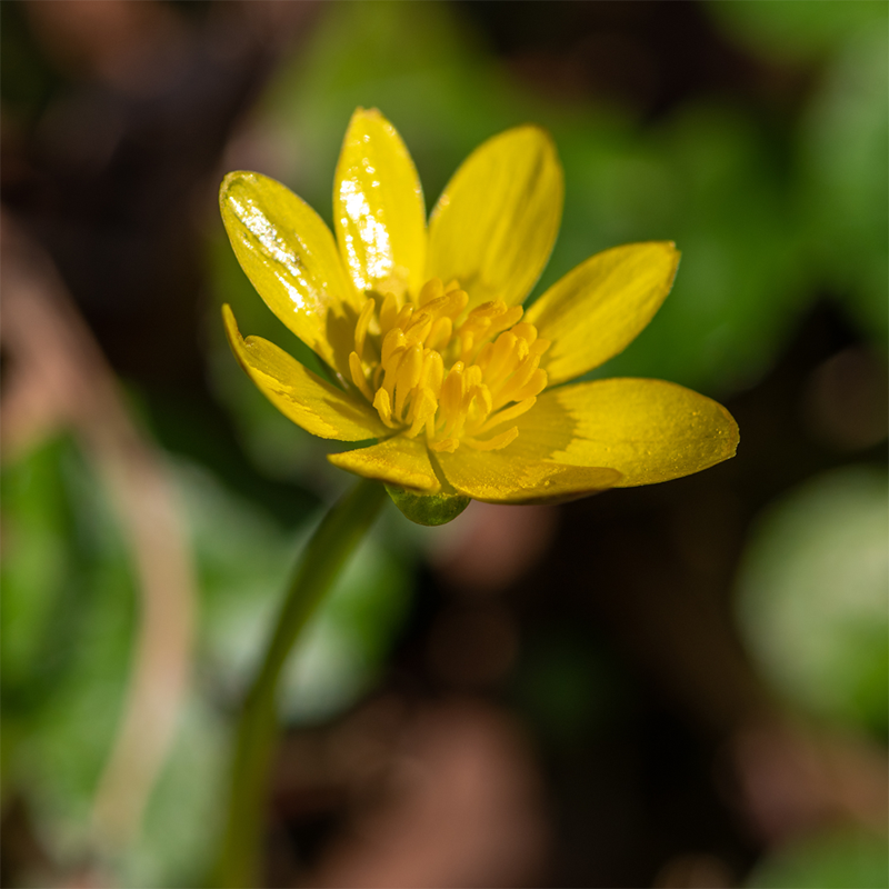 Yellow-Lesser-Celandine