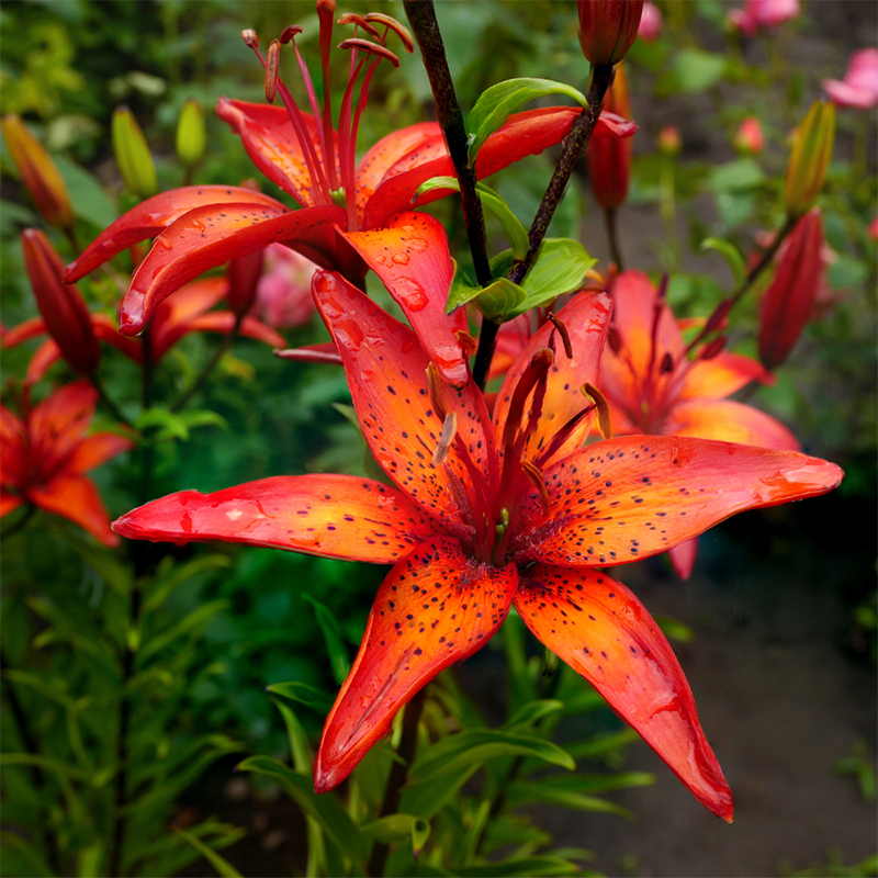 orange-lily