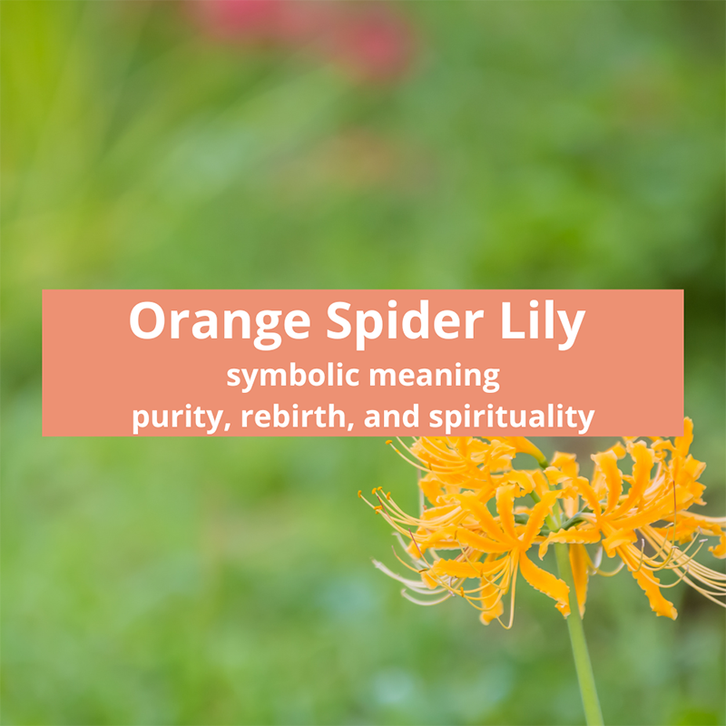 Orange-spider-lily-symbolic-meaning