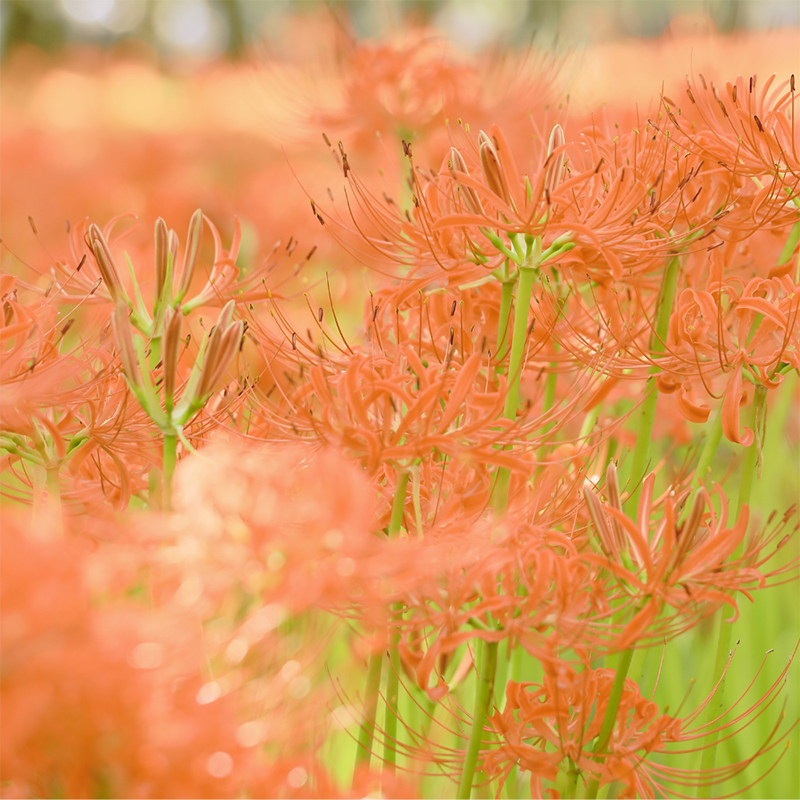 orange-spider-lily
