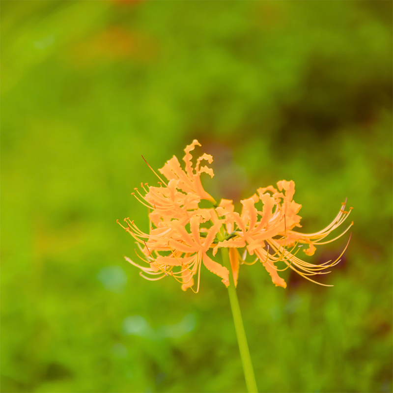 orange-spider-lily