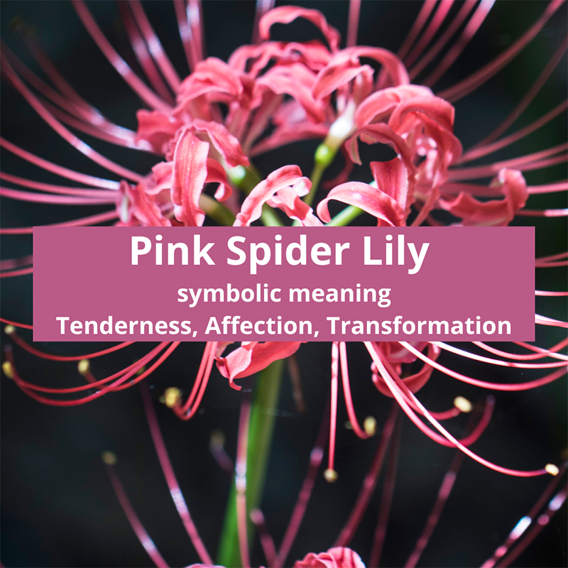 pink-spider-lily-symbolic-meaning