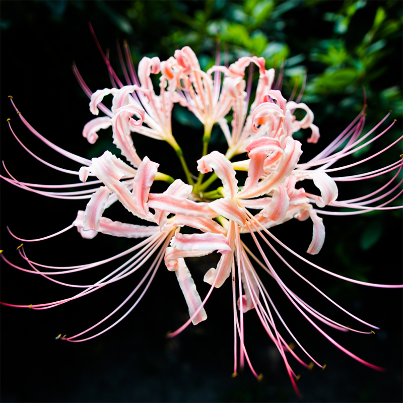 pink-spider-lily