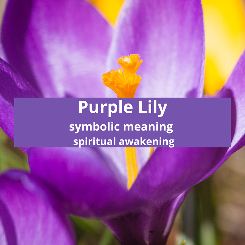 purple-lily-symbolic-meaning