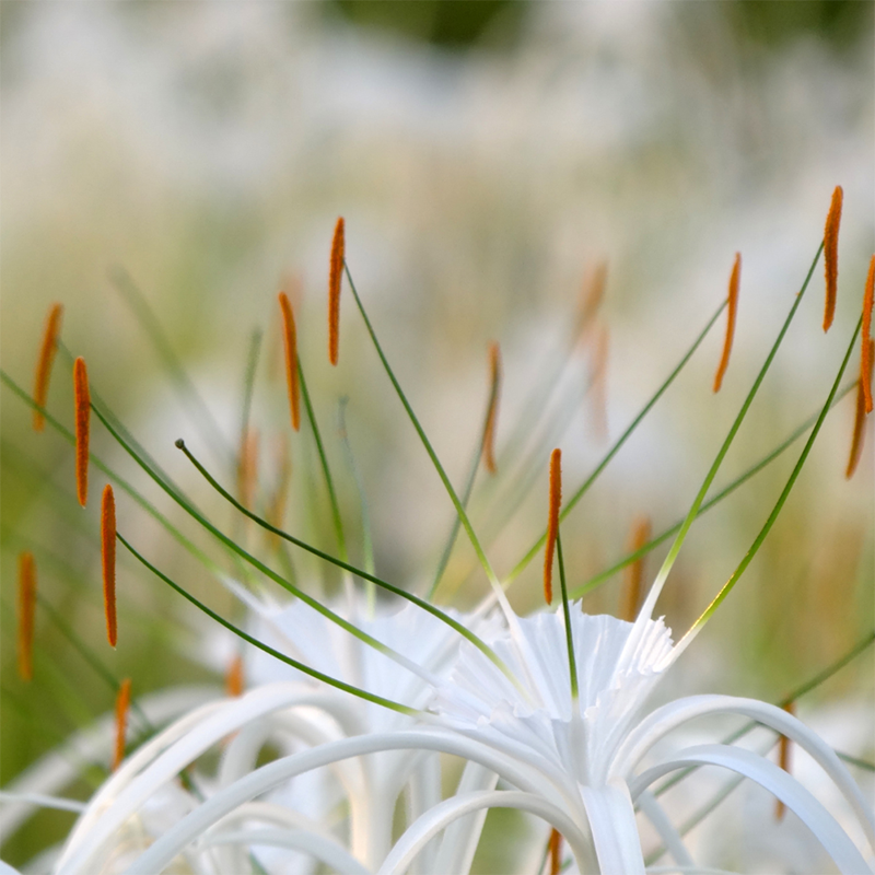 white-spider-lily-close-up