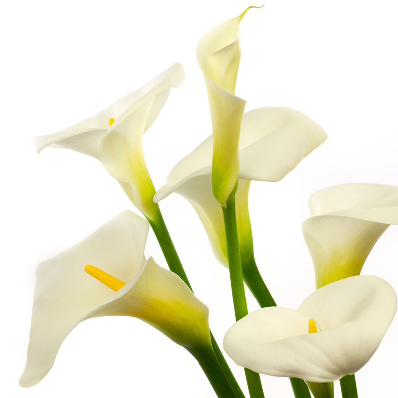 white-lily