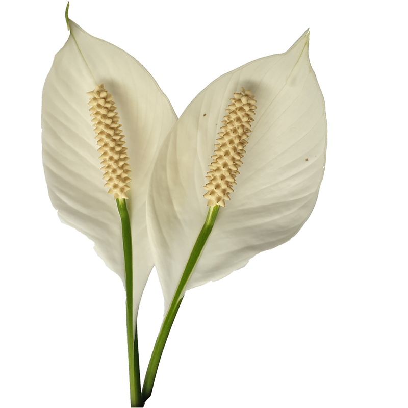 white-lily