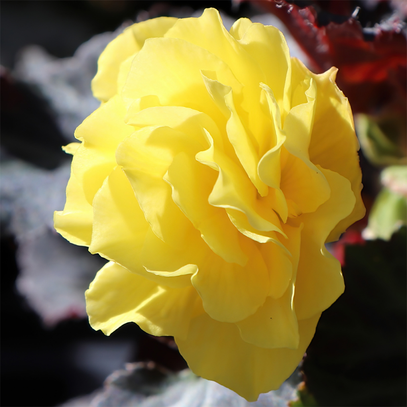 Yellow-Begonia-flower