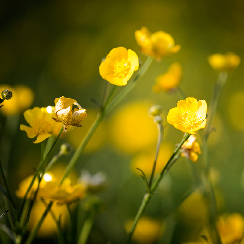 Yellow-Bulbous-Buttercup