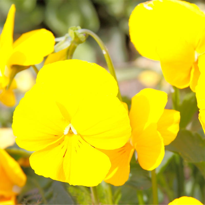 Yellow-Busy-Lizzie-Impatiens-
