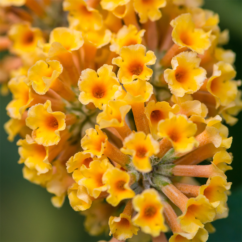 Yellow-Butterfly-Bush
