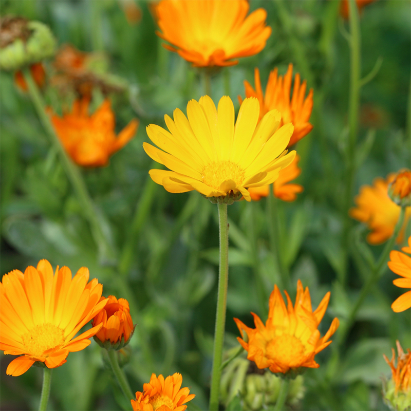 Yellow-Calendula 