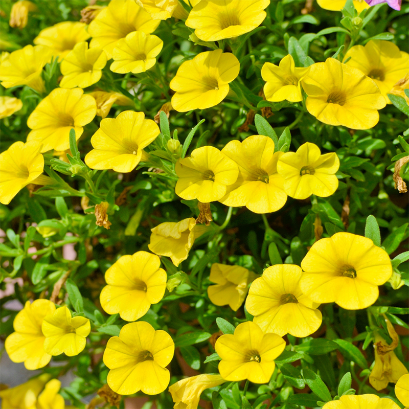 Yellow-Calibrachoa