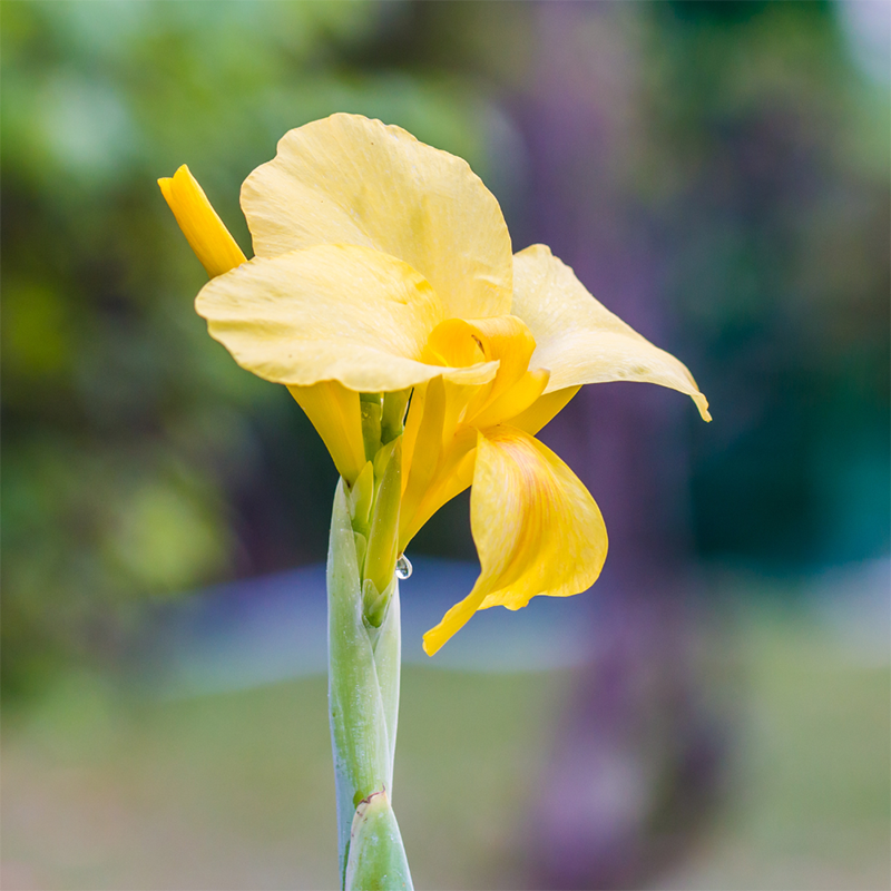 Yellow-Canna-Lily