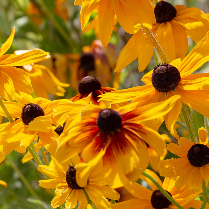 Yellow-Coneflower