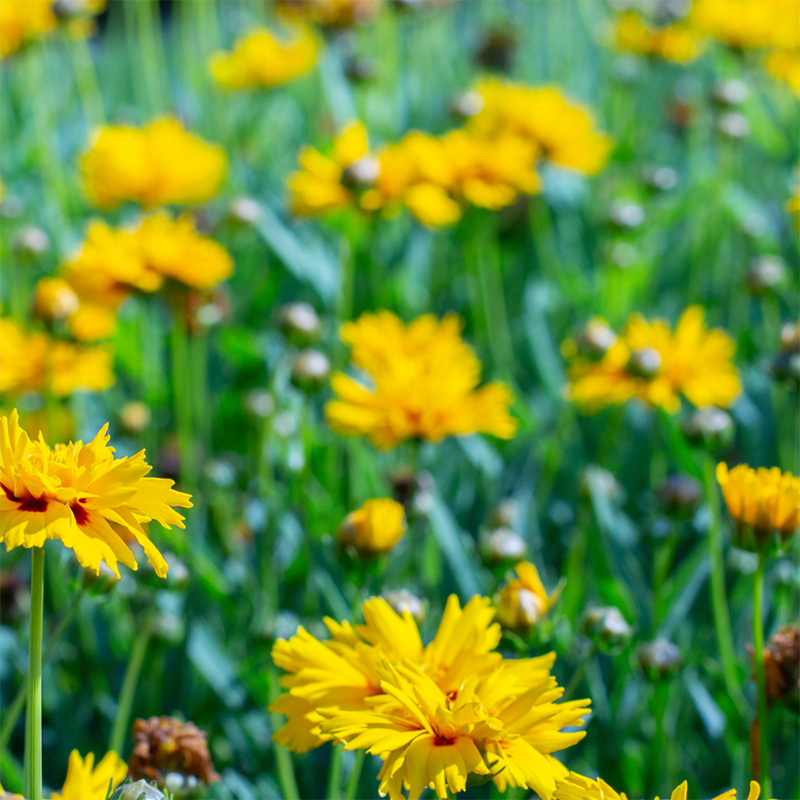 Yellow-Coreopsis