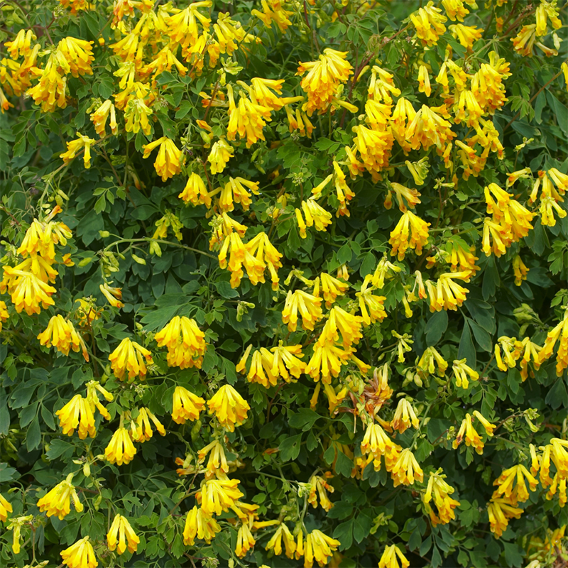 Yellow-Corydalis