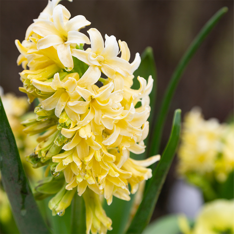 Yellow-Dutch-Hyacinth