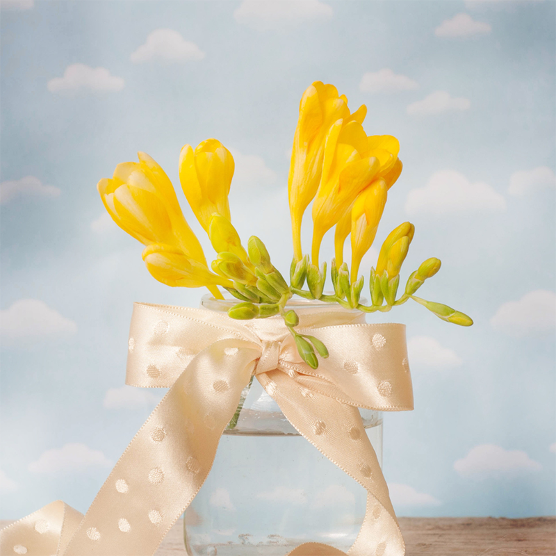 Yellow-Freesia