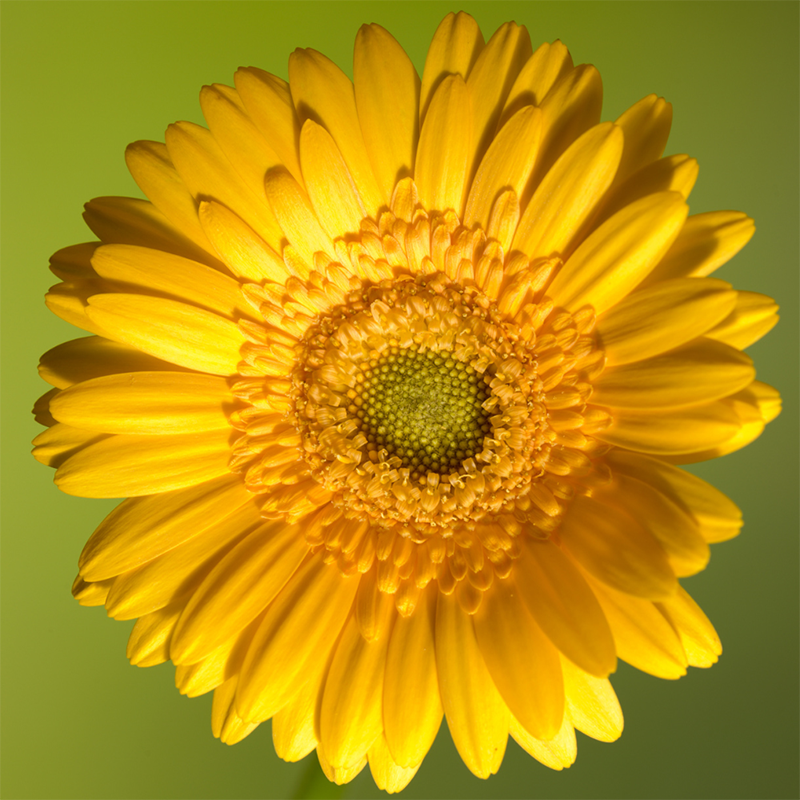 Yellow-Gerbera-Daisy