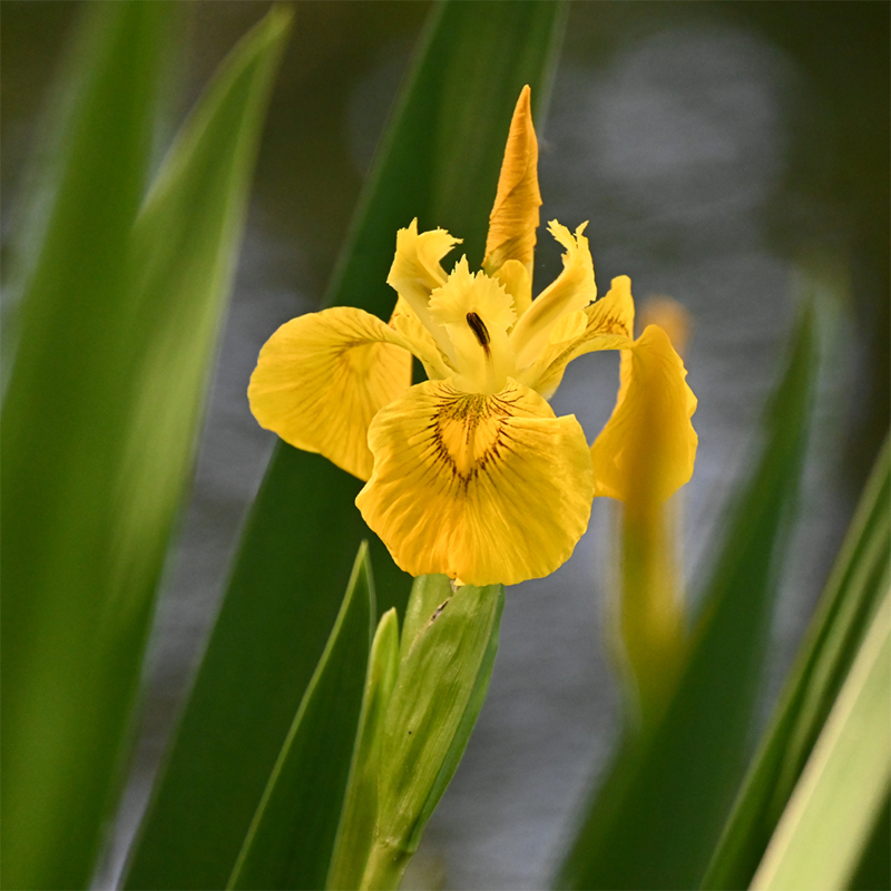 Yellow-Iris