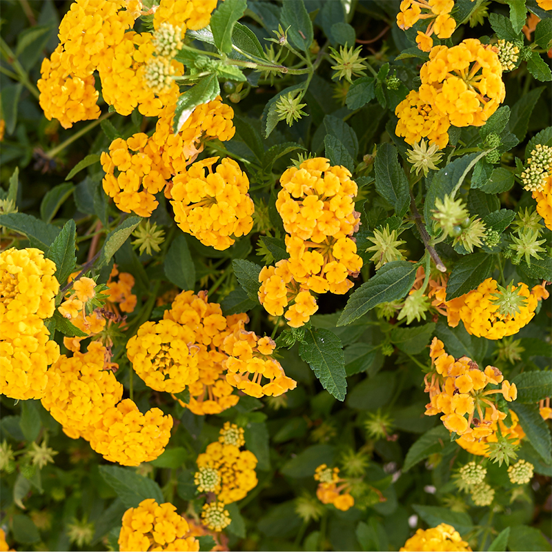 Yellow-Lantana