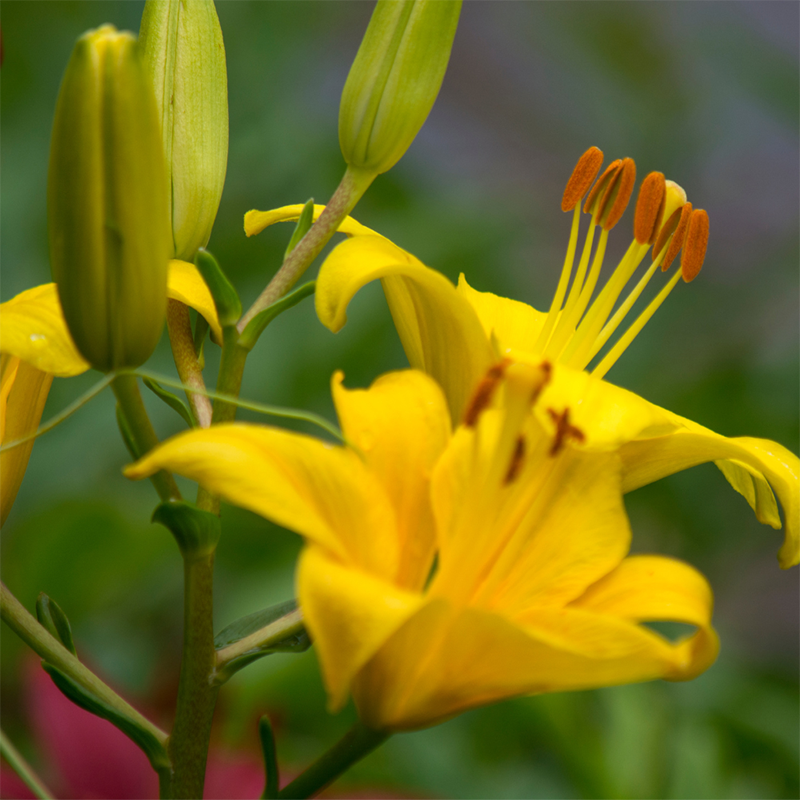 yellow-lily