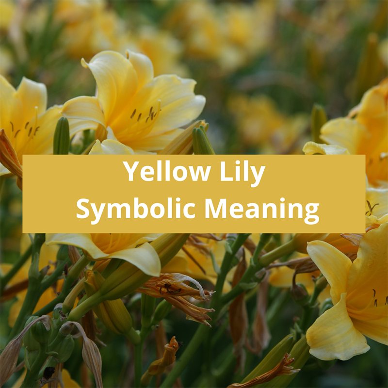 yellow-lily-symbolic-meaning