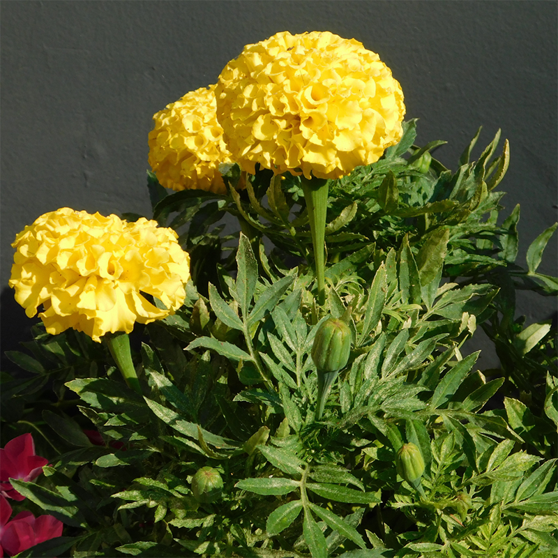 Yellow-Marigold