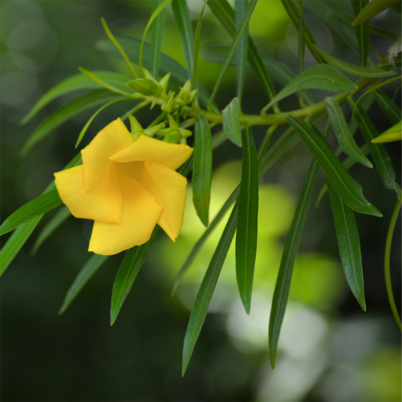 Yellow-Oleander