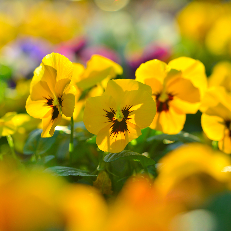 Yellow-Pansy