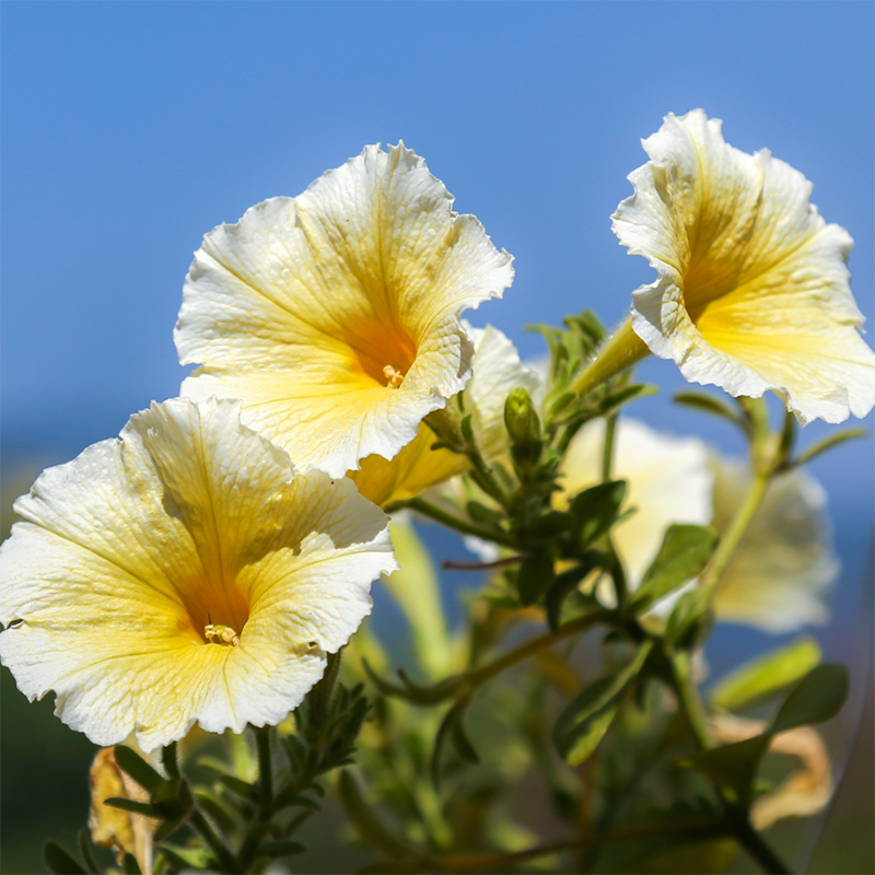 Yellow-Petunia