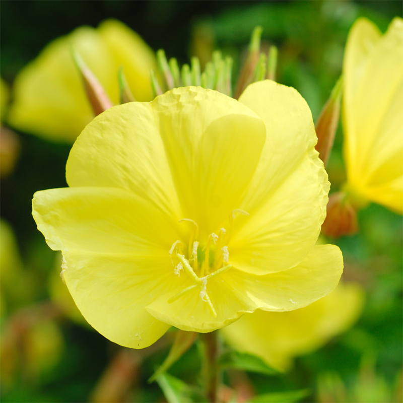 Yellow-Primrose