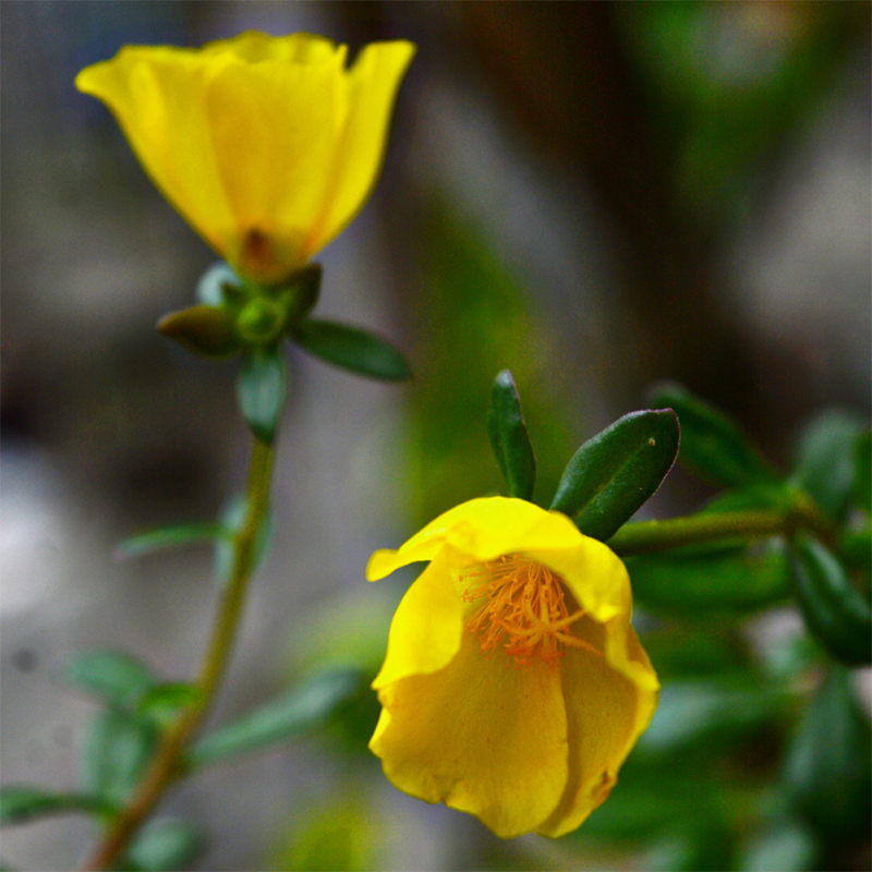 Yellow-Purslane