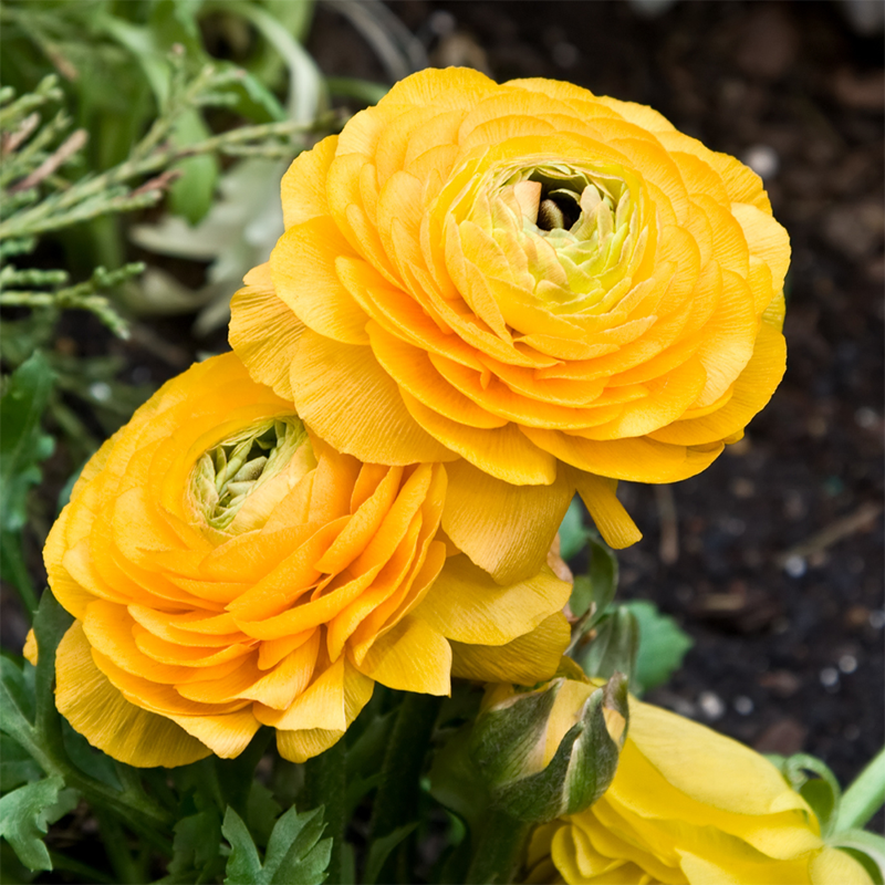 Yellow-Ranunculus