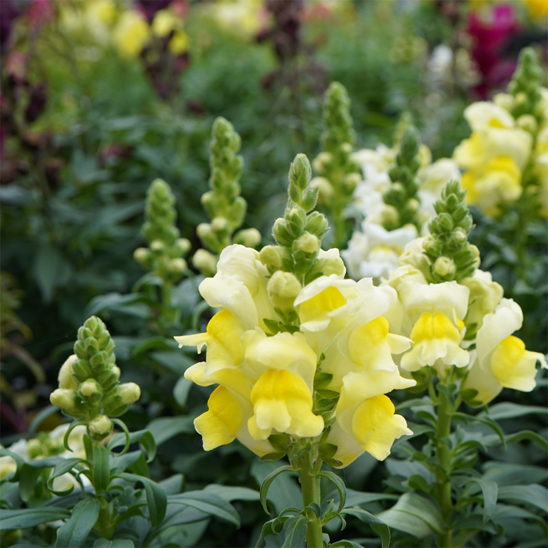Yellow-Snapdragon