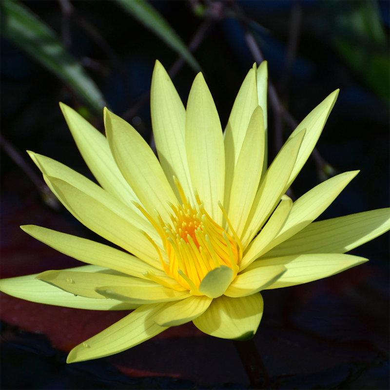 Yellow-Water-Lily