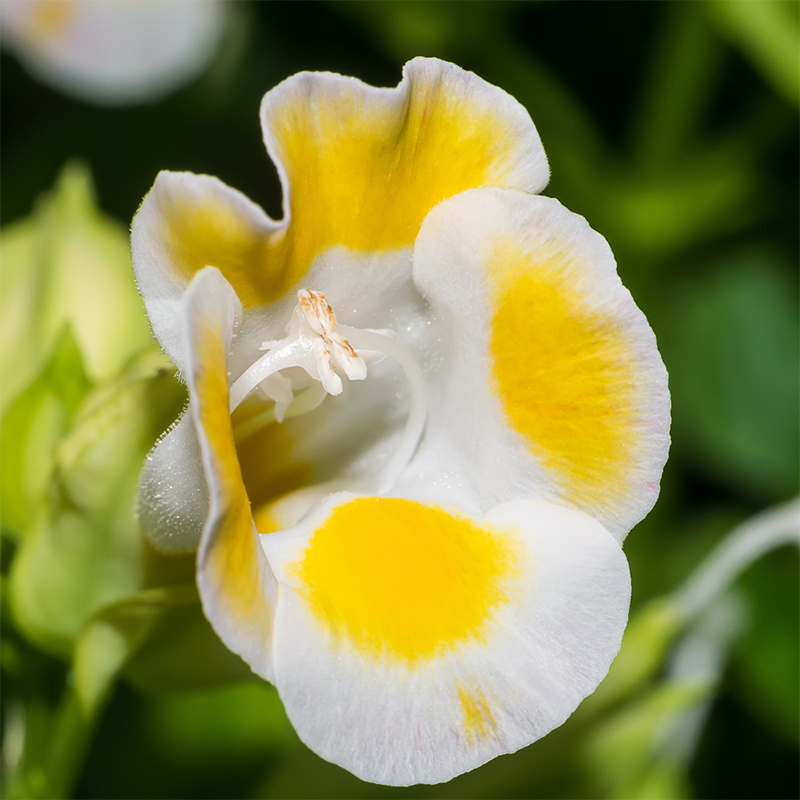 Yellow-Wishbone-Flower