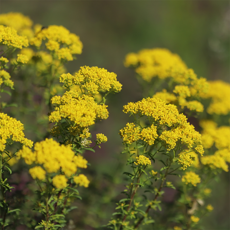 Yellow-Yarrow
