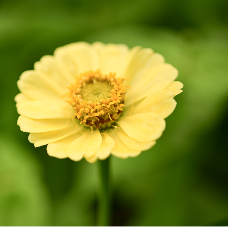 Yellow-Zinnia